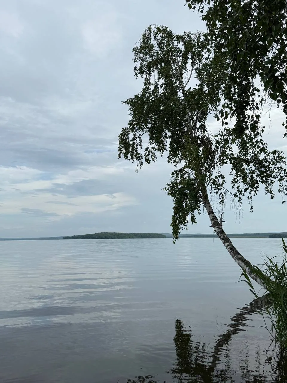 У нас свои пальмы 🤣🏝️ 
Белого песочка не хватает и кокоса с трубочкой 🥥😋