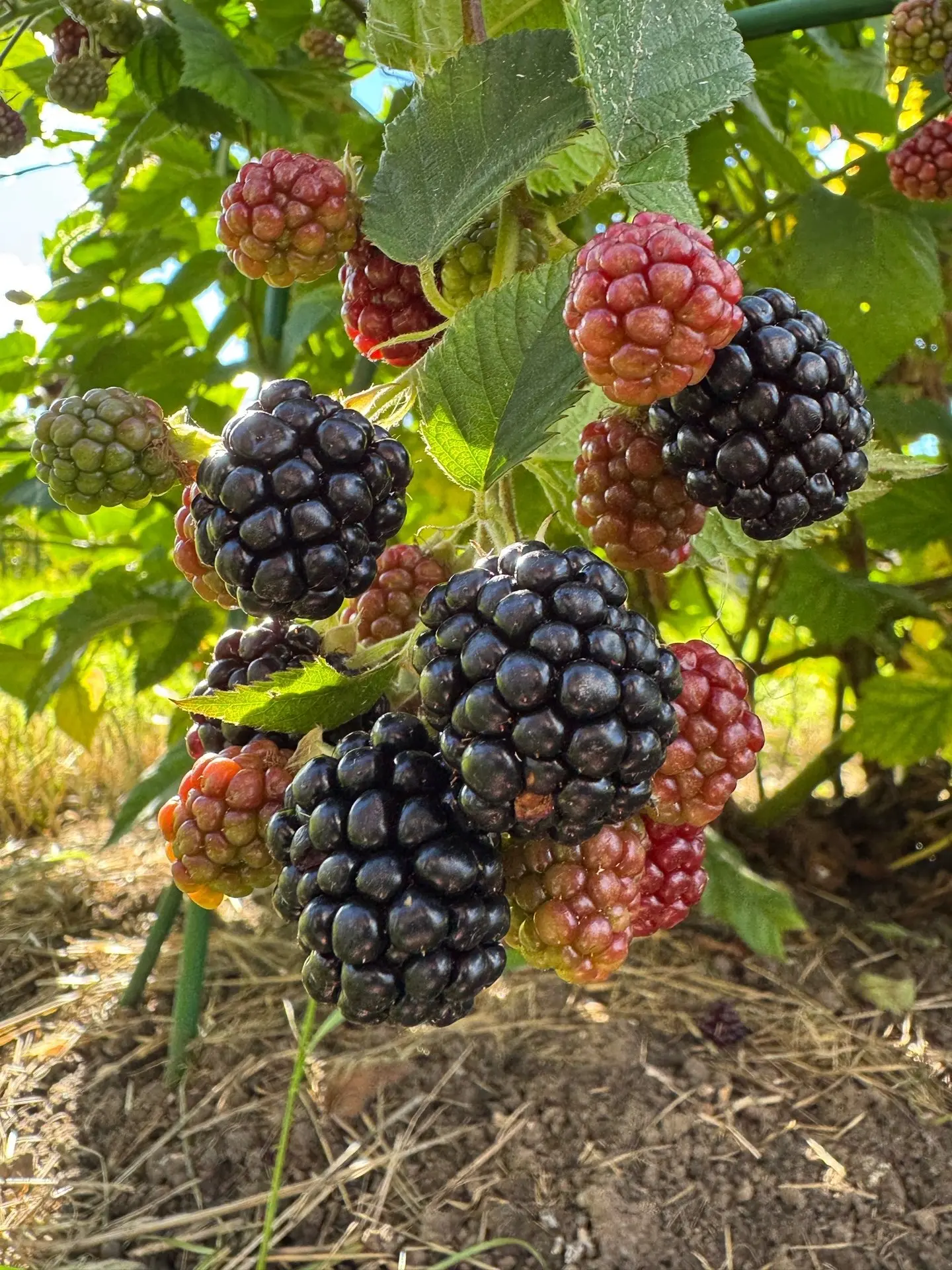 Ягодное изобилие от наших подписчиков! 🍓😍
