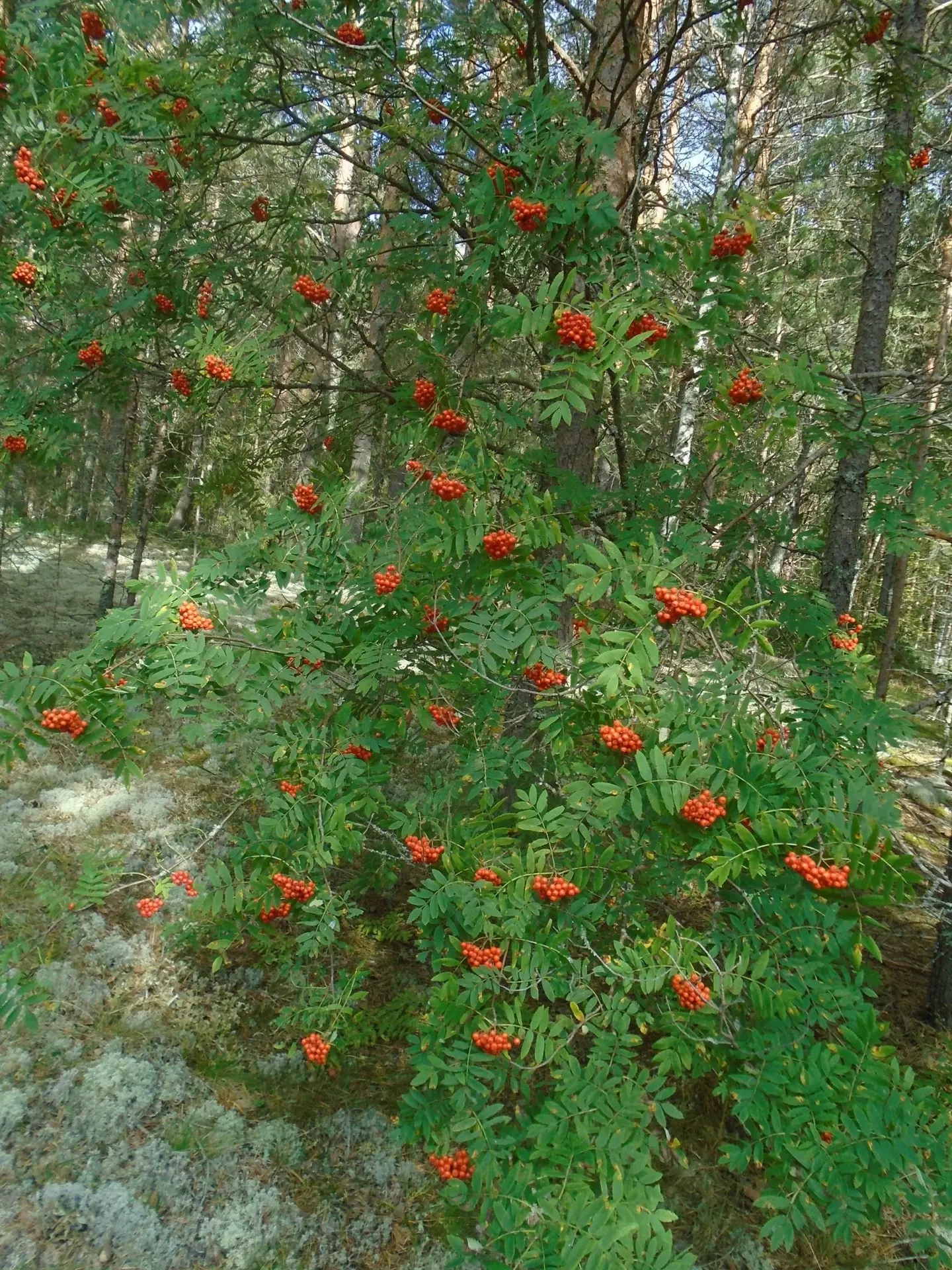 С добрым утром 🌿