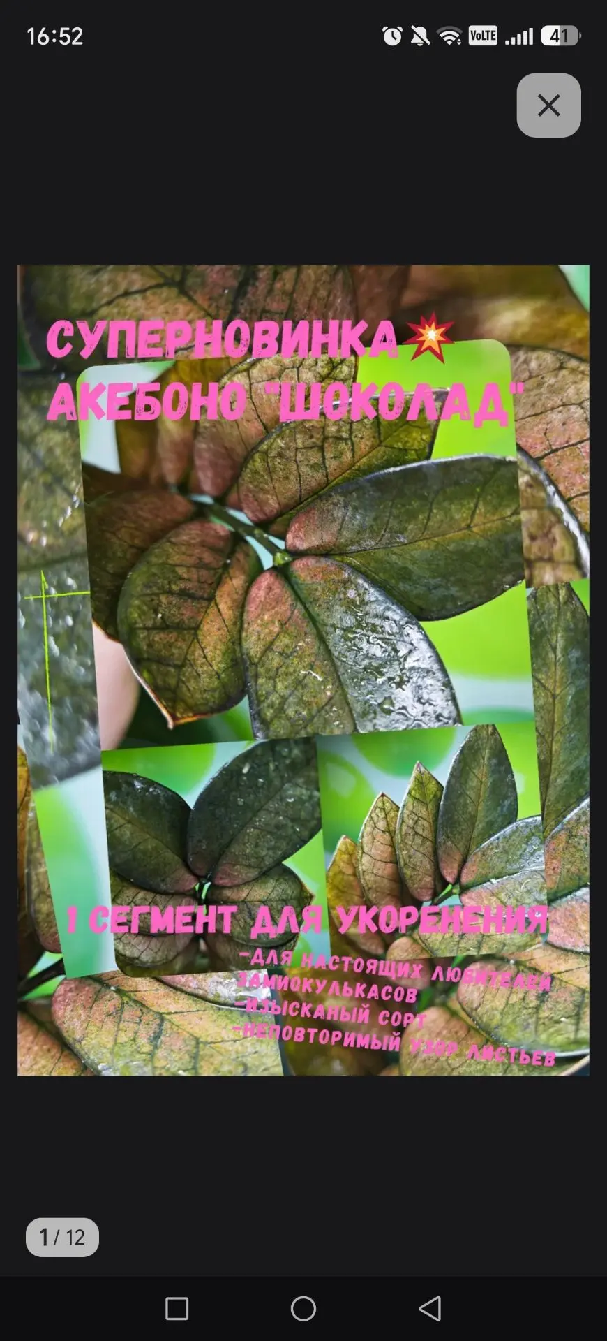 Не выдержала душа поэта😂🤭🫣. Заказала ещё таких парочку Замиков, в этом году это уже ...