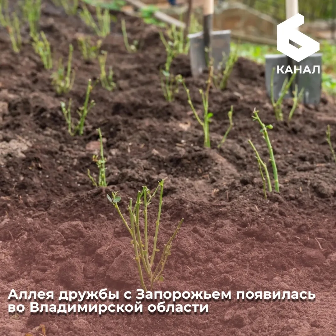 Аллея дружбы с Запорожьем появилась во Владимирской области