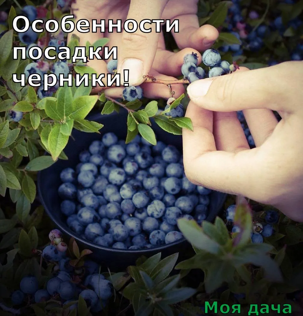Особенности посадки черники 🫐

За вкусными целебными ягодами совсем необязательно идти в лес. Их мо