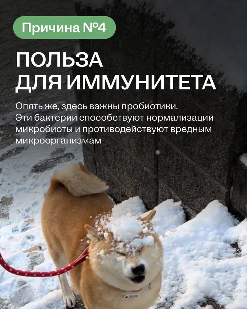 Квашеная капуста — это вау ✨  Не дайте котикам и собачкам с картинок себя обмануть: их кормить капус
