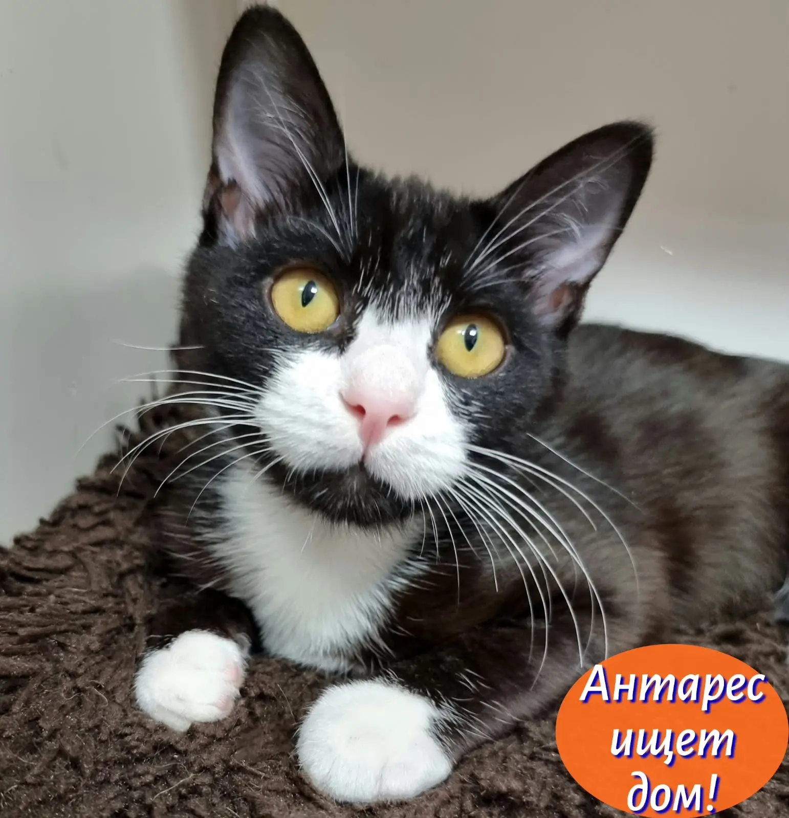 Котёнок *Антарес* ищет свой дом!