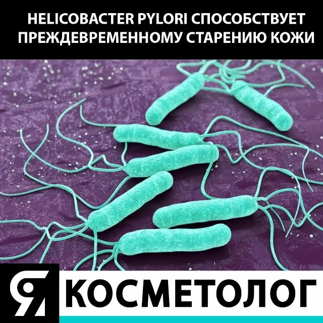 💁 Бактерии вида Helicobacter Pylori известны как главные виновники заболеваний желудка и двенадцати