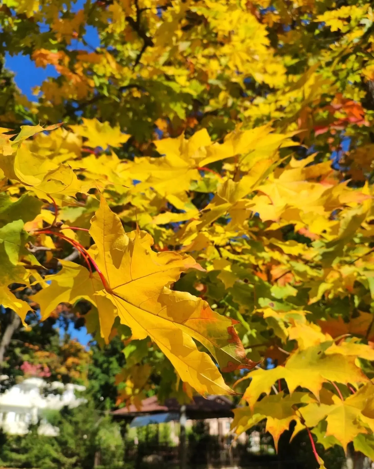 Осень — не конец, а красивая пауза 🍁