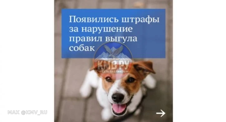 📜 До 4 000 рублей: на Ставрополье напоминаем о жестких штрафах за выгул и содержание с...