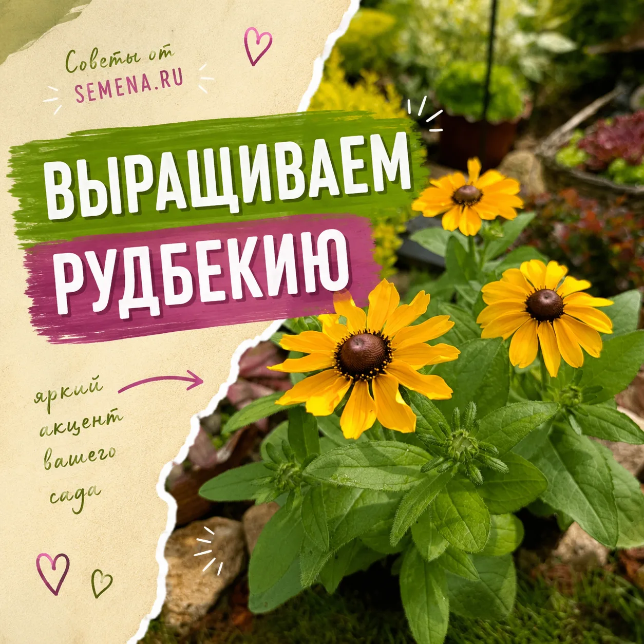 Яркое солнце в вашем саду: высаживаем рассаду рудбекии! ☀️Вторая половина мая — идеальн...