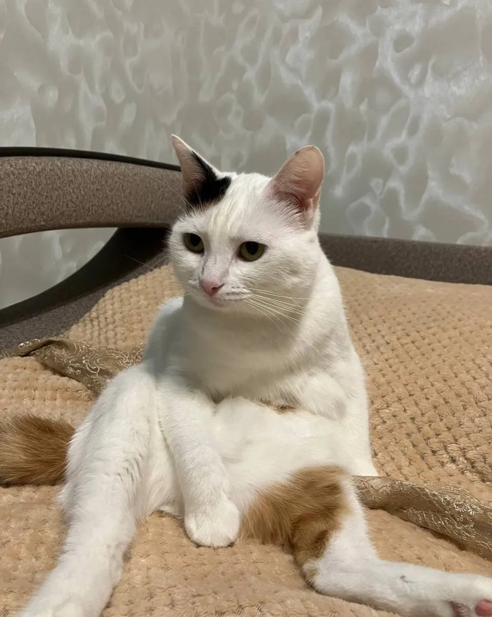 Миноксидил и домашние животные 🐱