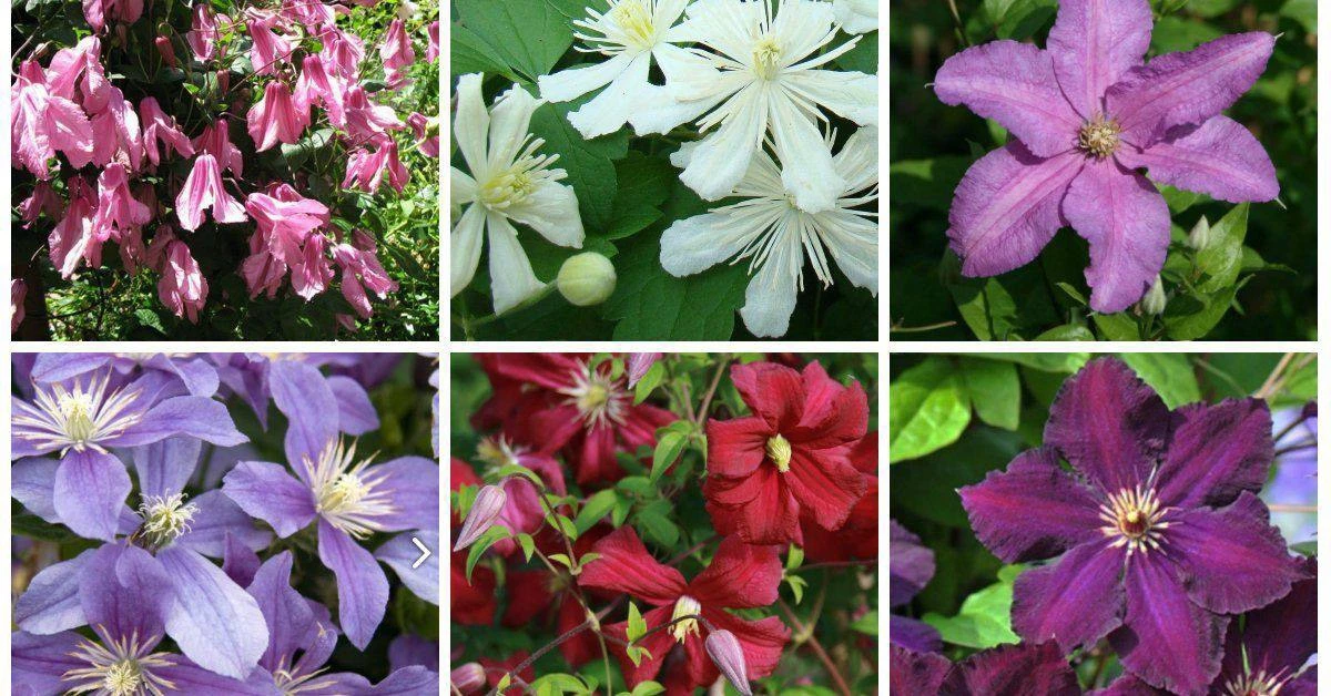 Какие группы обрезки бывают у клематисов 🌺