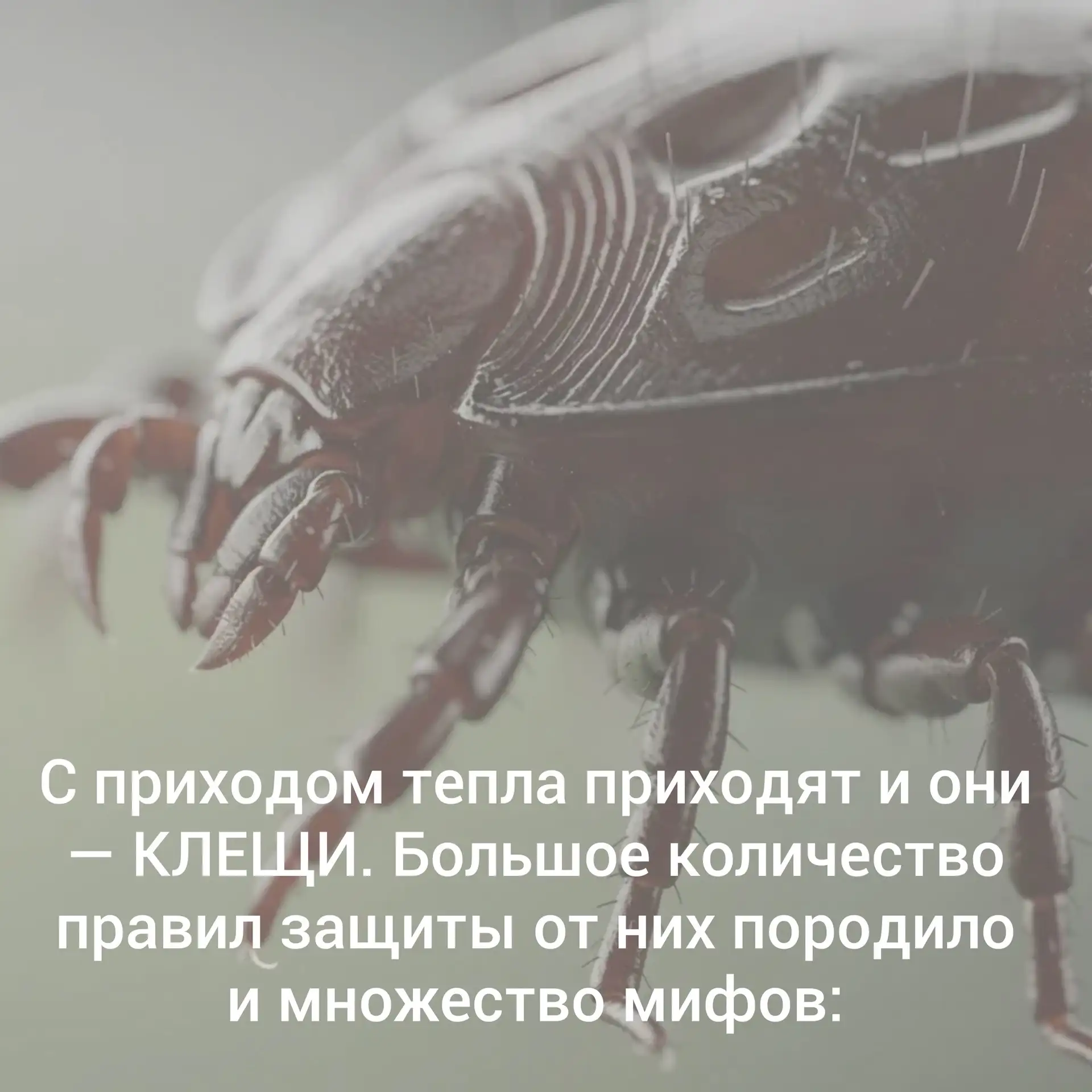 Клещи не спят: как защитить себя и детей