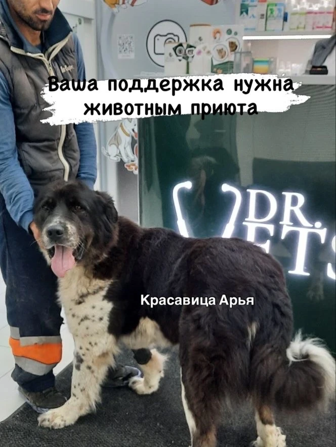 Приюту нужна помощь в оплате обследования и лечения животных, закупке лекарств и обработок‼️

Арья #