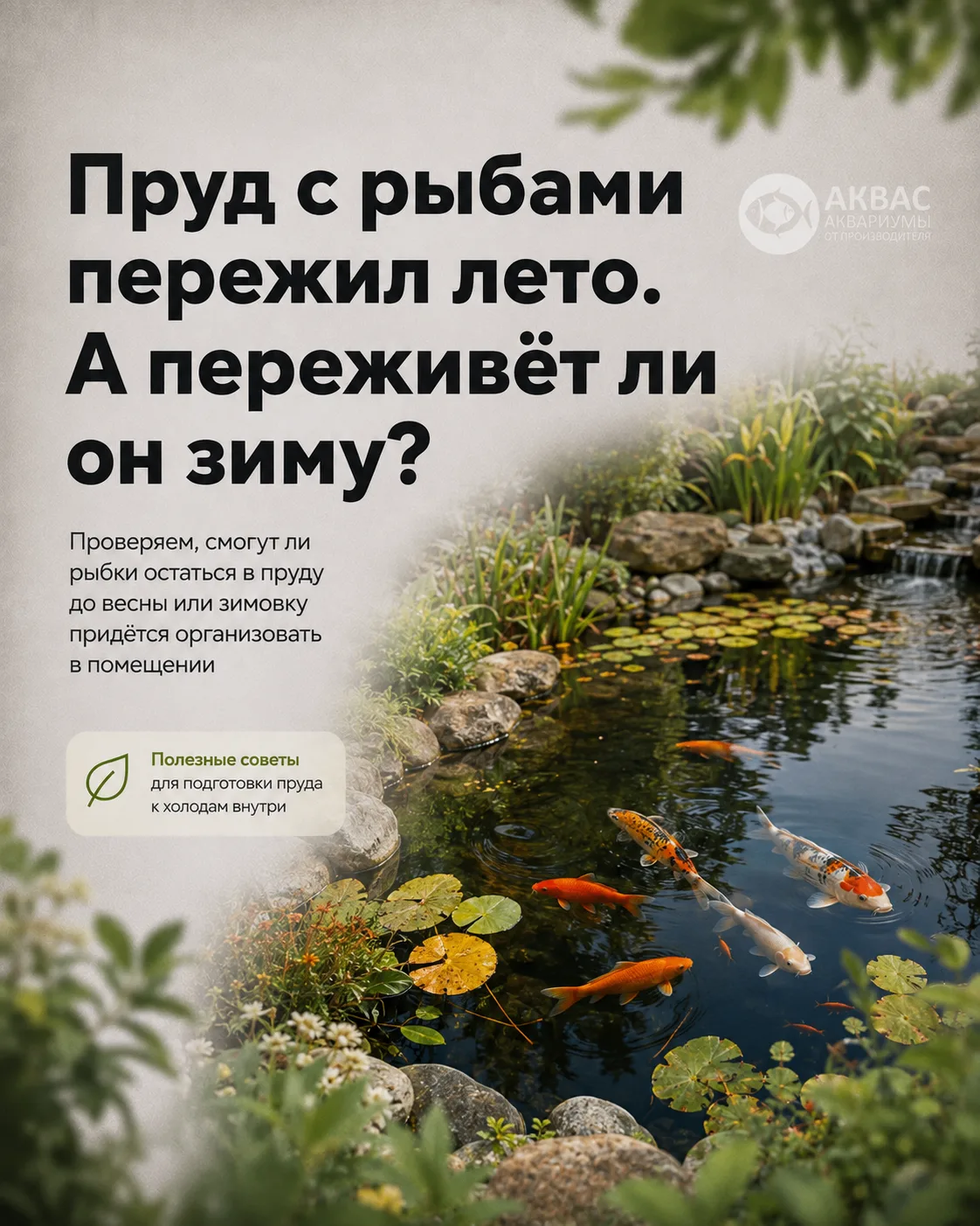 🐟 Пруд с рыбами пережил лето. А переживёт ли он зиму?