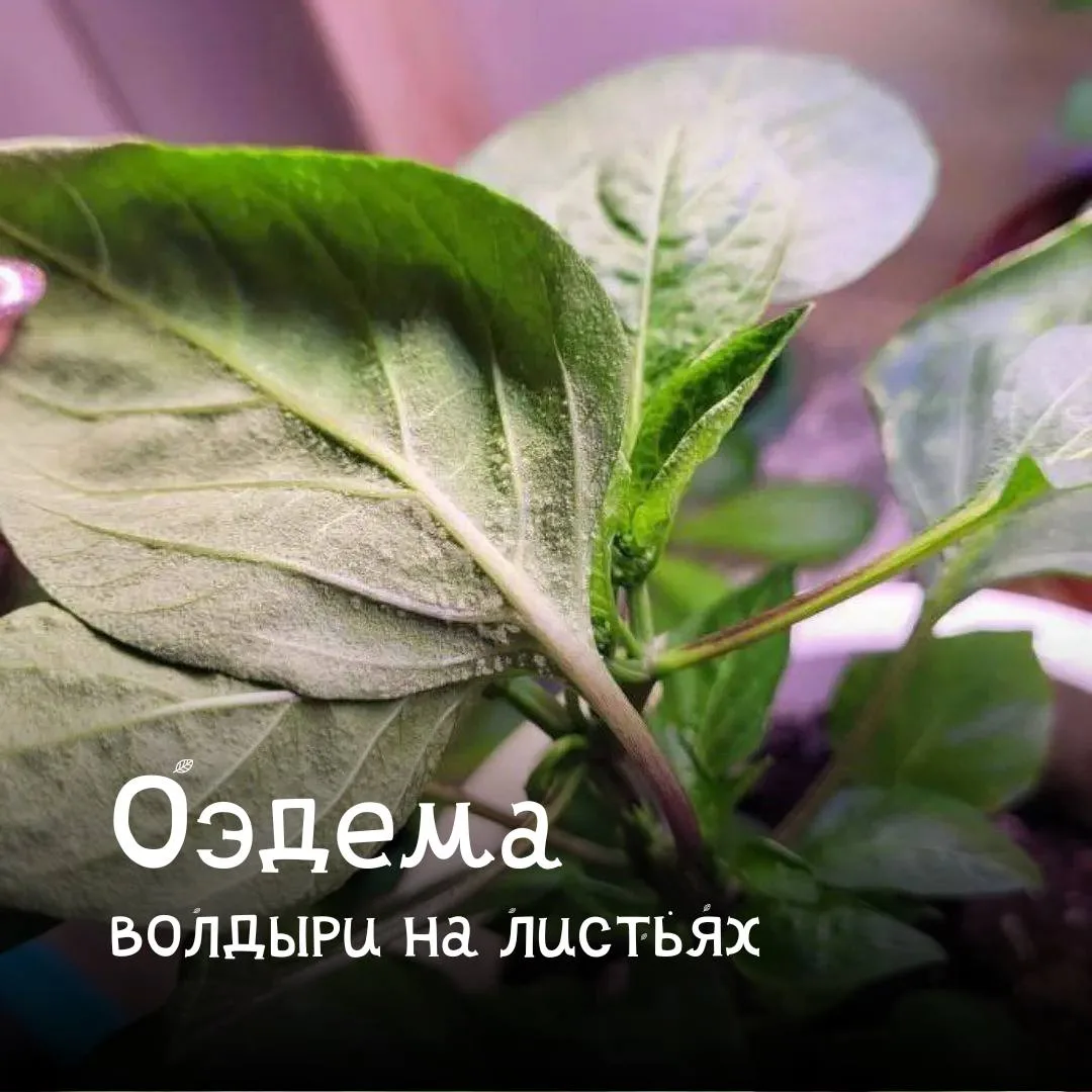 «Отёк» у растений и почему он опасен 💦
