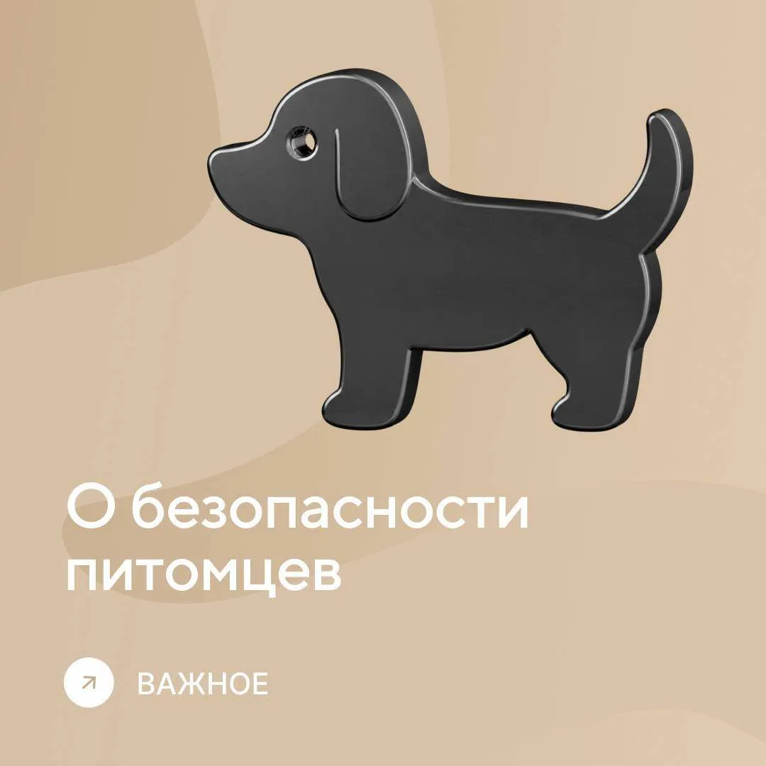 О безопасности ваших питомцев 🐶