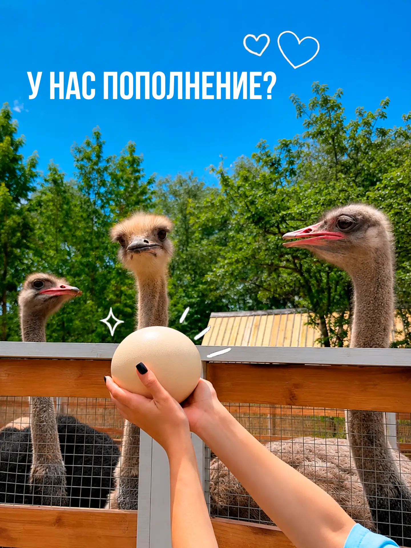 🥚 У нас важные новости из Страус Парка!

На днях африканские страусы снесли первое яйцо. Для нас эт