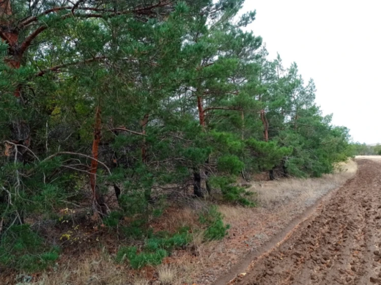 В Волгоградской области с 3 октября разрешат посещать леса