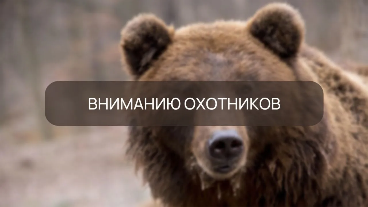 Уважаемые охотники!

Министерством природных ресурсов, лесного хозяйства и экологии Пермского края з