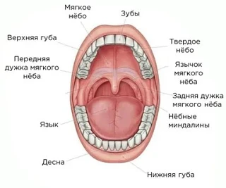 ⭐️ Ротовая полость

Полость рта (cavitas oris) образована:

✔️ костным (твердым) нёбом;
✔️ нёбными о