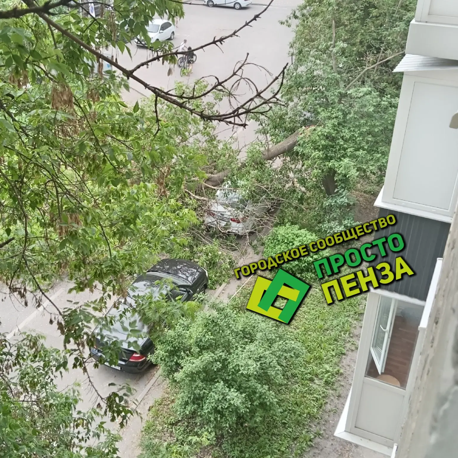 На улице Герцена в Пензе дерево рухнулу прямо на припаркованный автомобиль.