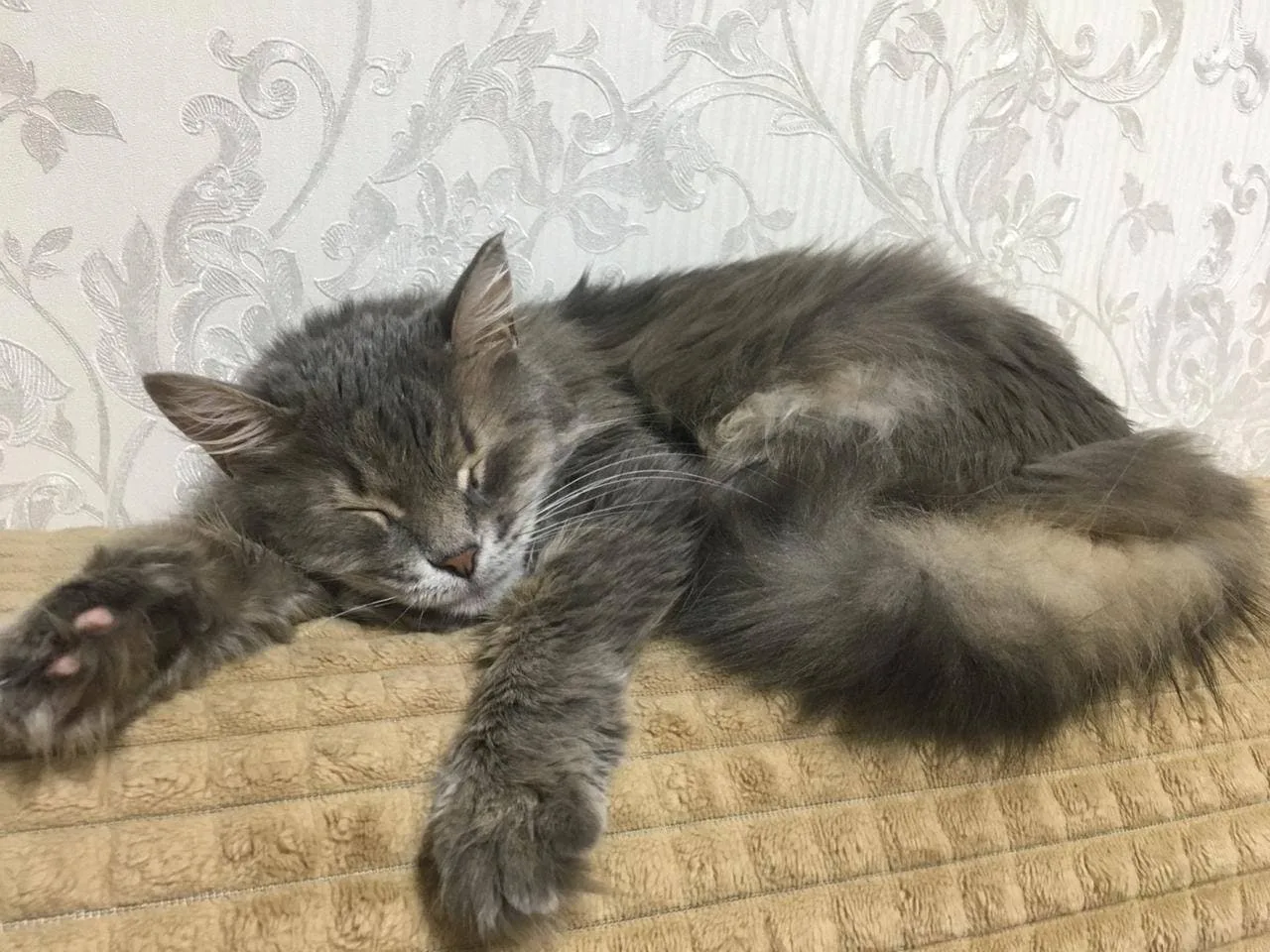 🐈🐕Бүген, 4 октябрь, Халыкара хайваннарны яклау көне. Көн саен, хәтта сәгать саен җир ...
