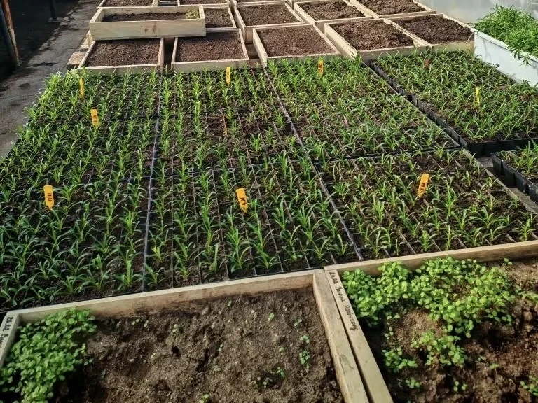 🌱 Специалисты Комбината зелёного хозяйства в этом году начали работу в теплицах на две...