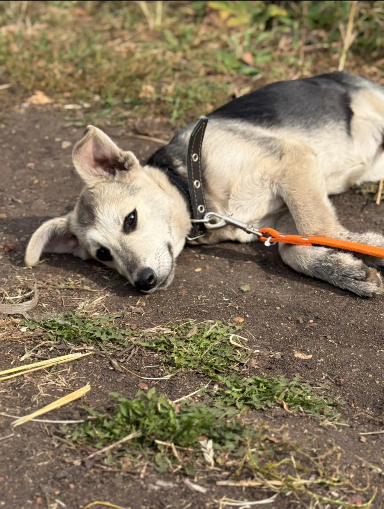 🐾💖 Встречайте маленькое солнышко — РАДА ИЩЕТ ДОМ! ☀️✨