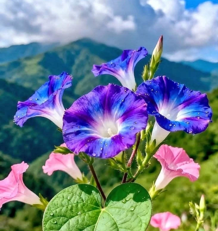 🌸 Подборка каналов МАХ. Найдите то, что интересно именно вам, и наслаждайтесь просмотр...