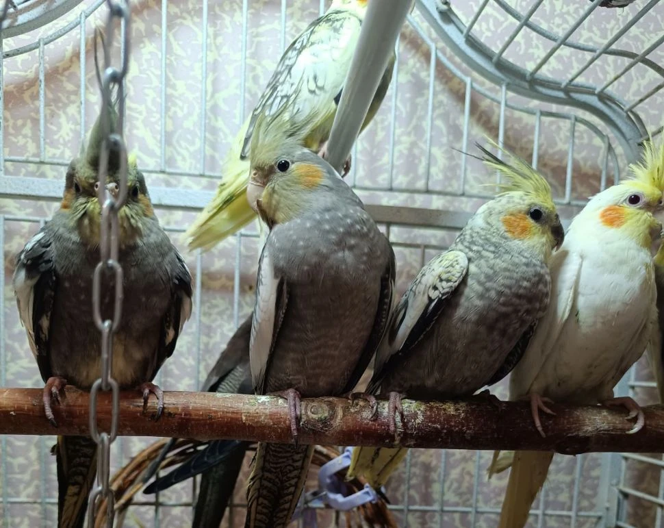 Поступление новой компании 🐣🦜