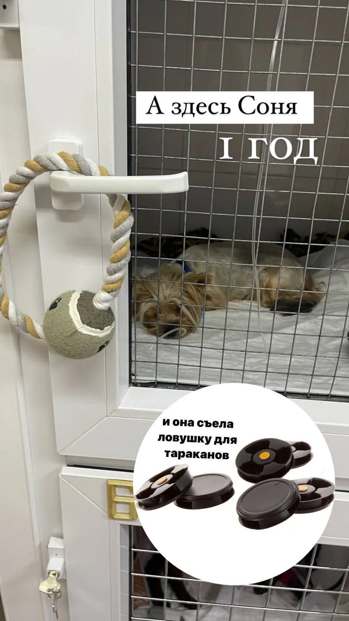И даже вот такие ловушки. Их они тоже разгрызают и травятся.