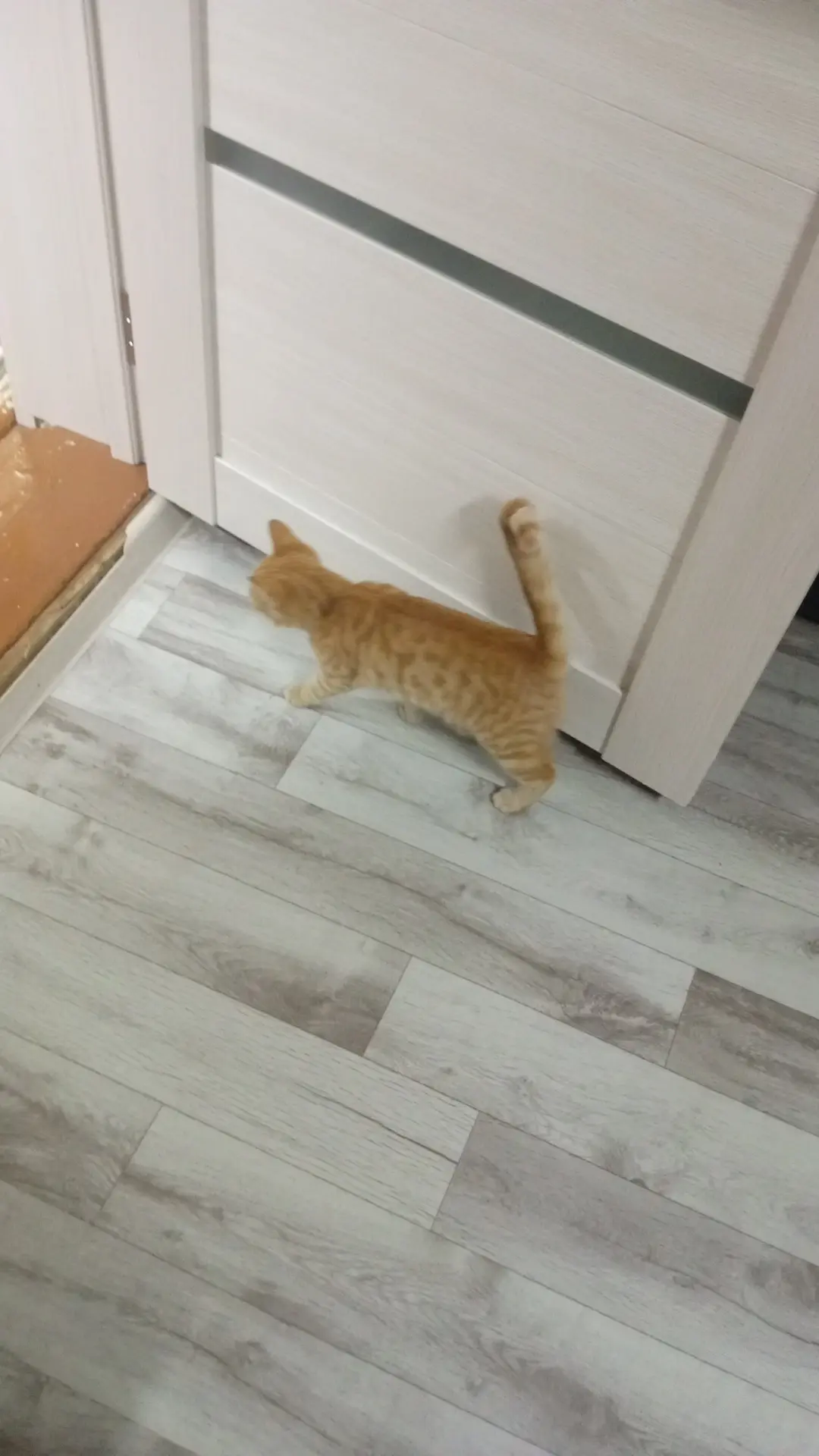 Потерялся котенок рыжий