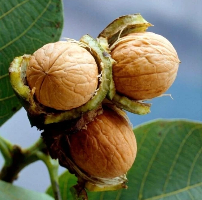 Неделя грецкого ореха подходит к концу🌰