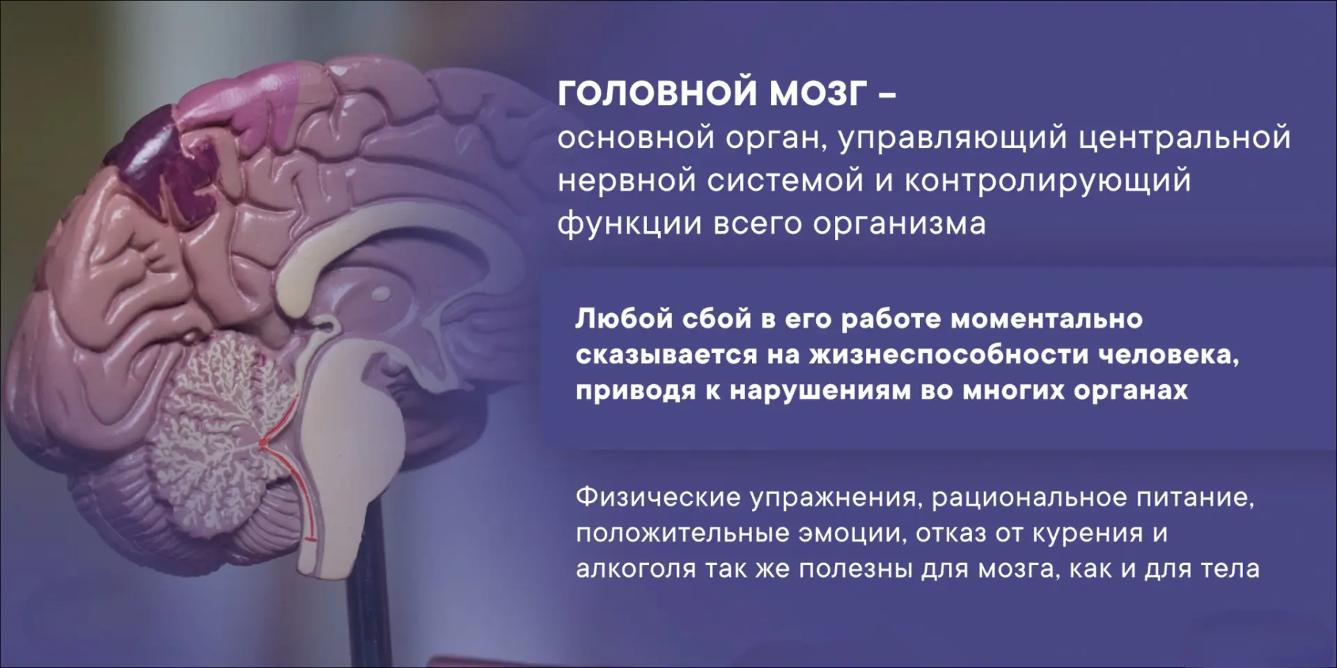 Головной мозг — основной орган, управляющий центральной нервной системой и контролирующ...