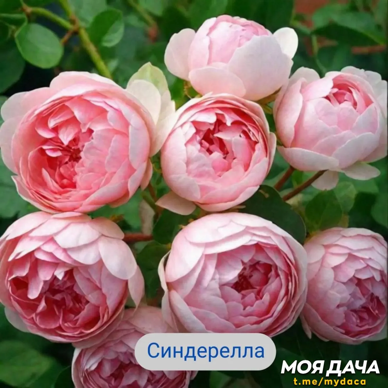 Немецкие розы Кордес 🌹

Это про спокойный, уютный сад без лишней суеты. Не нужно никаких сложных пр