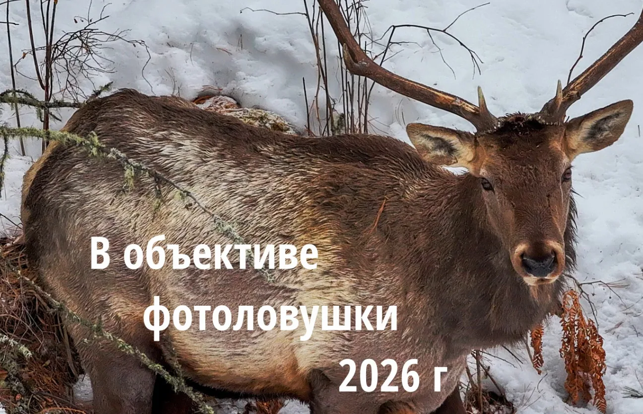 Природа в объективе фотоловушек: весенняя жизнь маралов

Продолжаем публиковать весеннюю серию видео