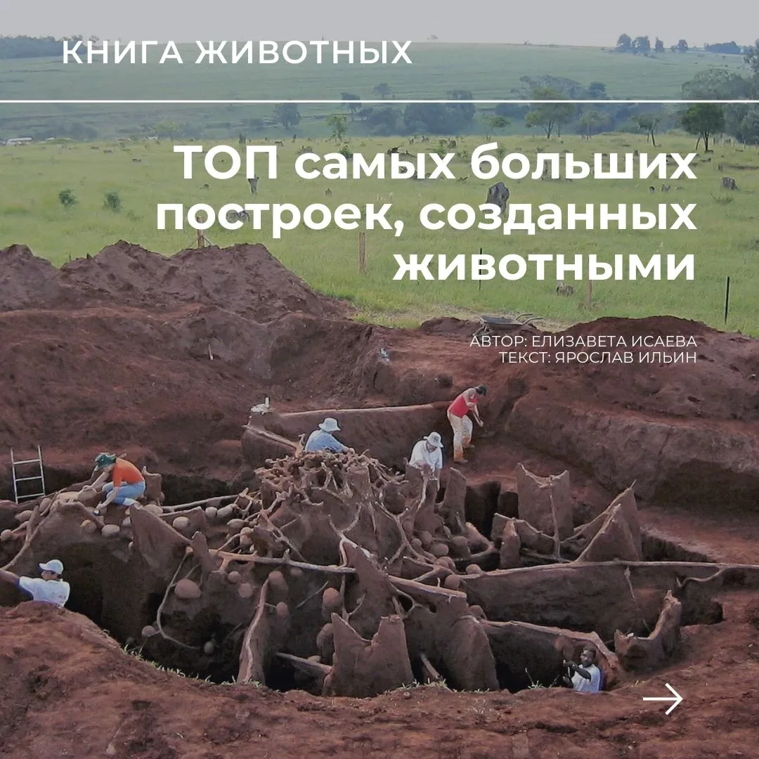 Сделали небольшой рассказ про постройки животных в картинках.