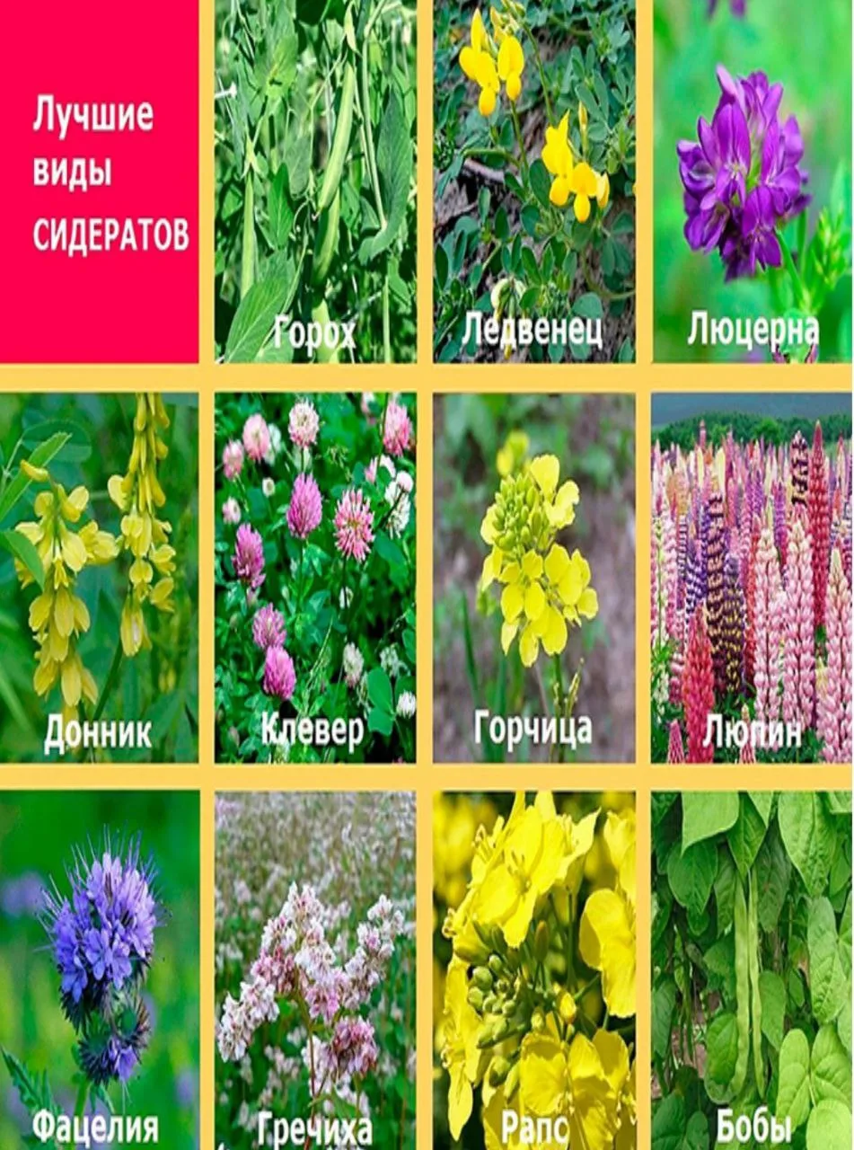 ✅Виды сидератов