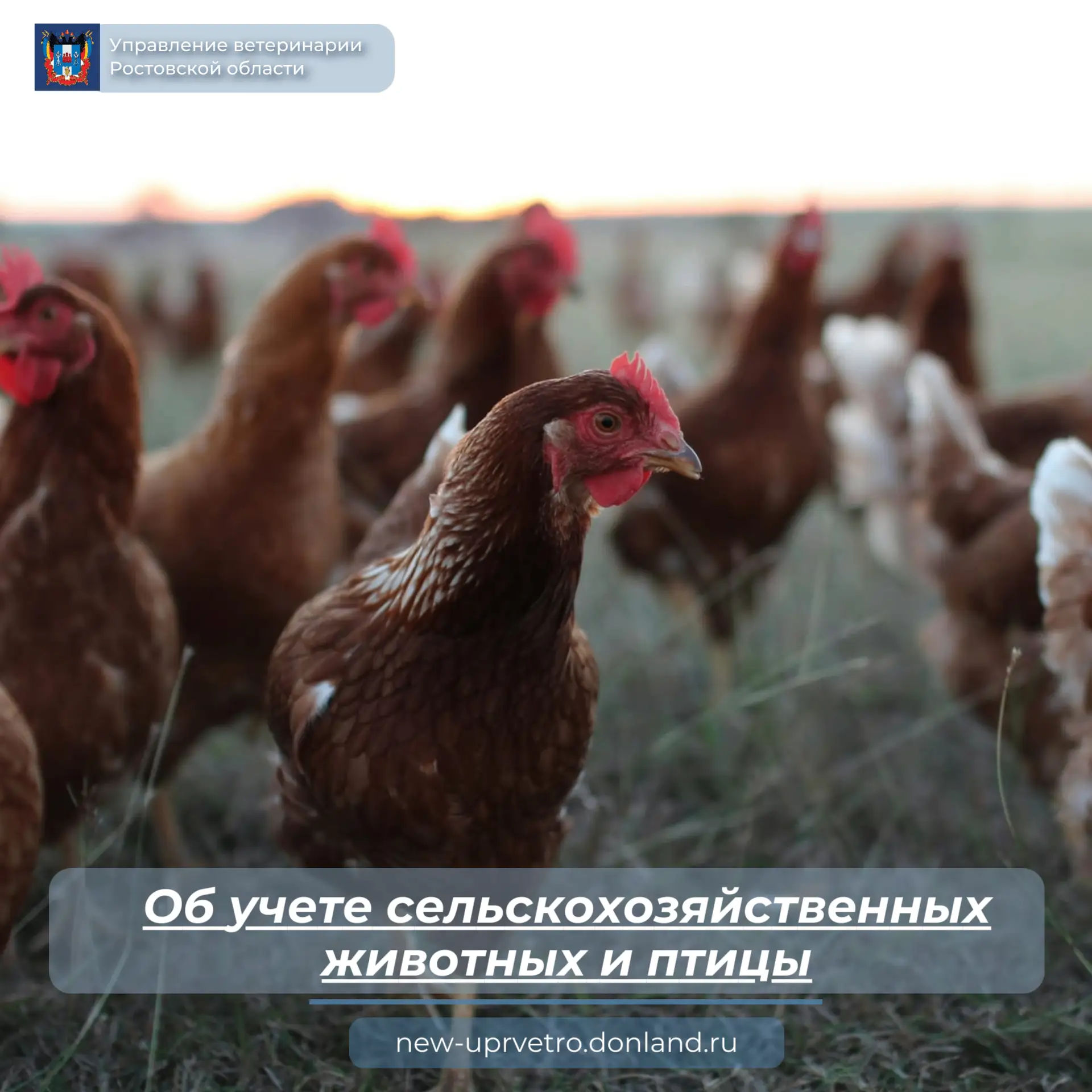 Учёт животных в личных подсобных хозяйствах — это важный шаг для обеспечения биологичес...