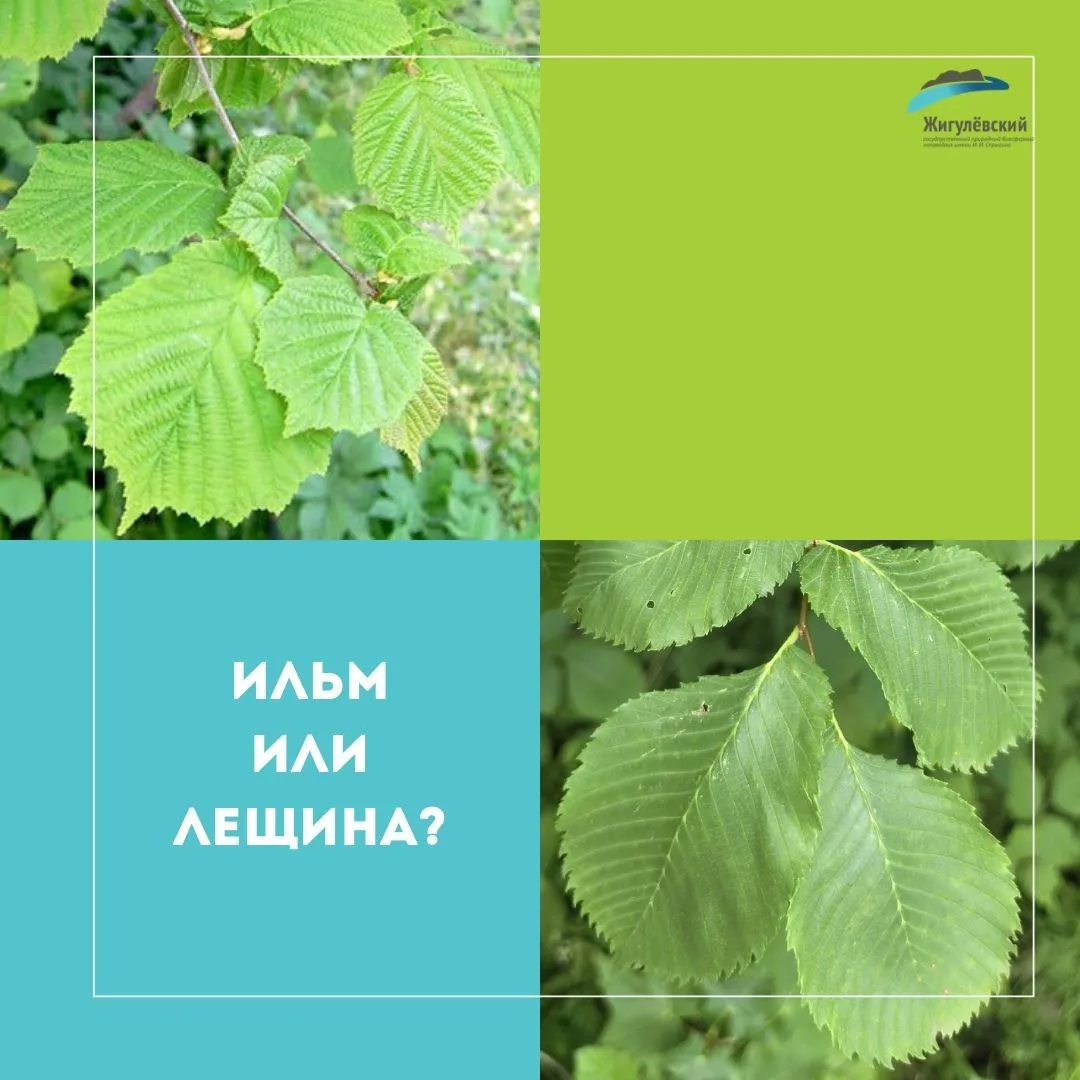 «Похожи как родные», — говорят иногда про похожих людей. 😊 У некоторых представителей мира растений