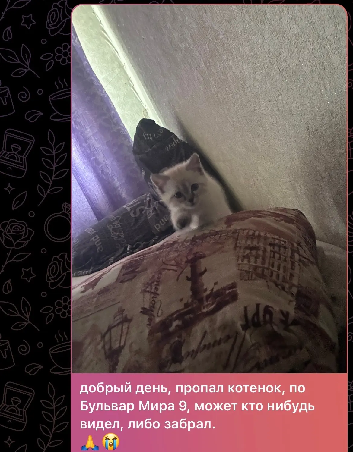 Ребенок плачет, ищет котенка, если кто то нашел ,верните пожалуйста. Обещаю вознагражде...