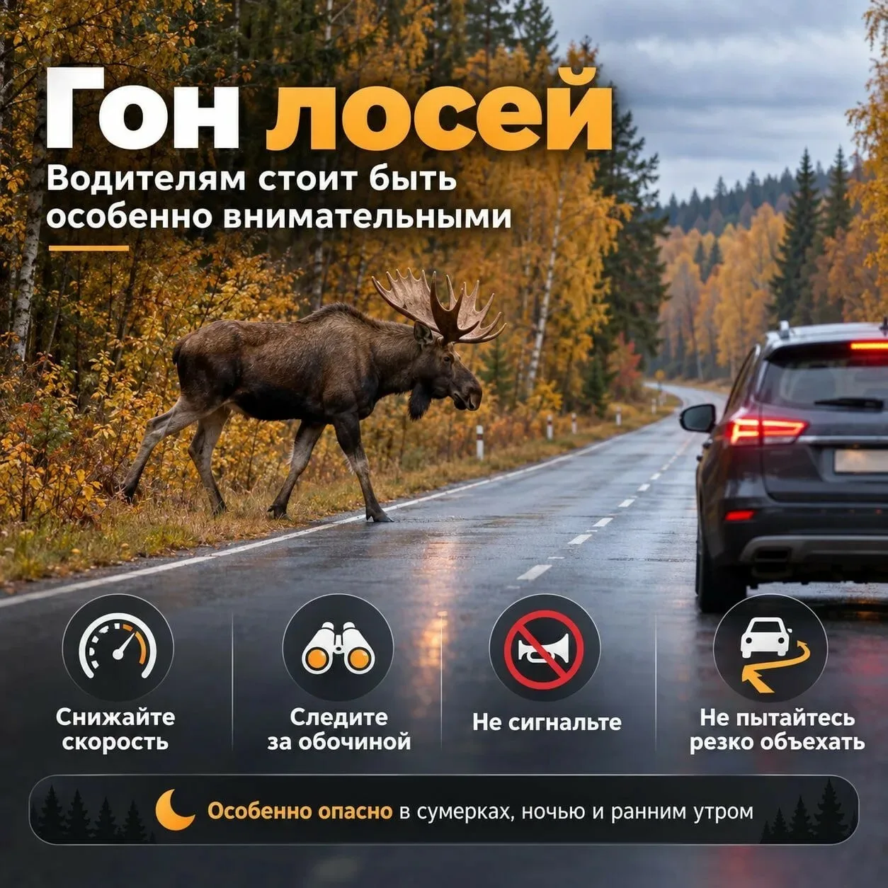 Водителей Ленобласти предупредили об опасности столкновений с лосями