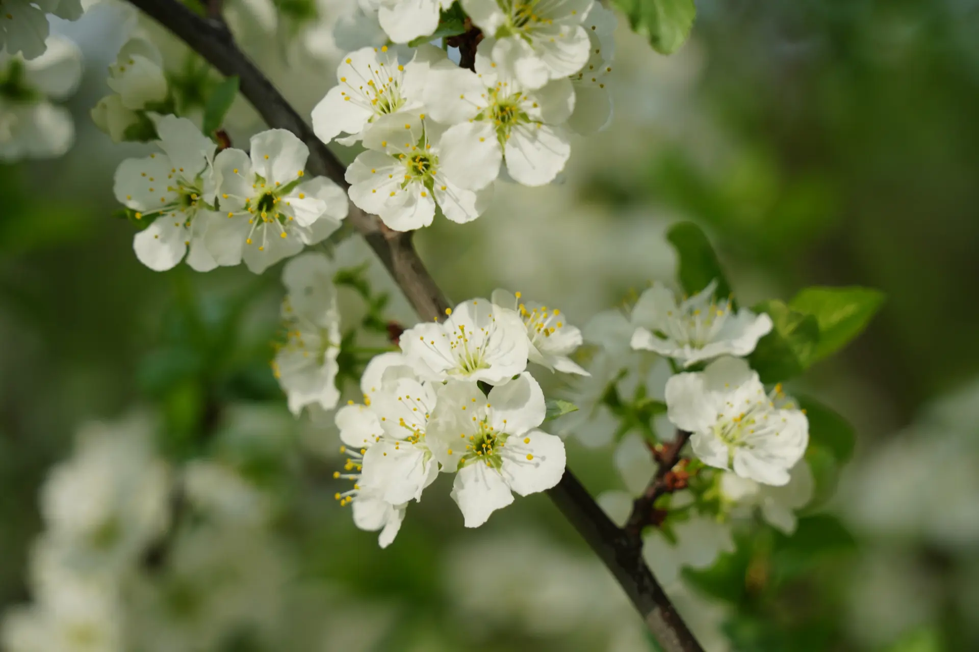 Ухудшение погоды не мешает Вологде цвести и радовать глаз 🌷