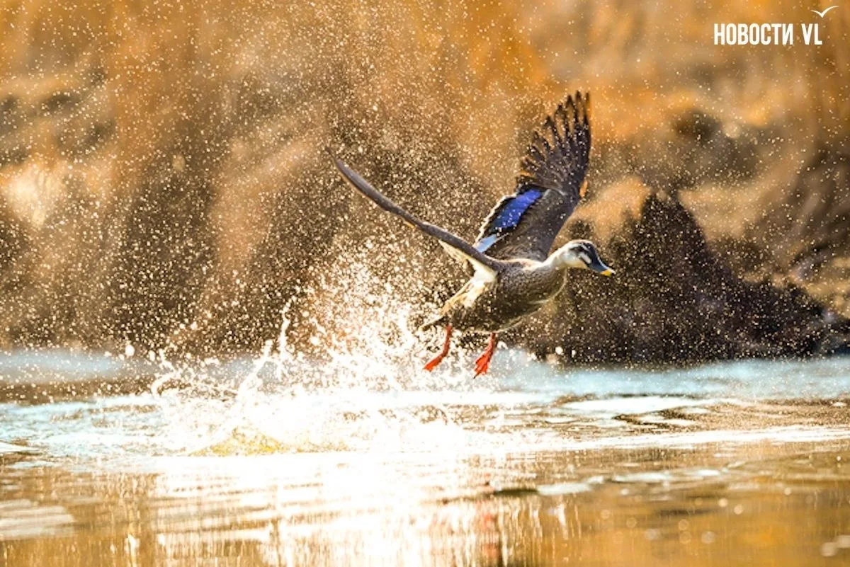 🦆💦 Ура, весна: в протоку Солёную вернулись утки-мандаринки  С началом весны яркие краснокнижные утки