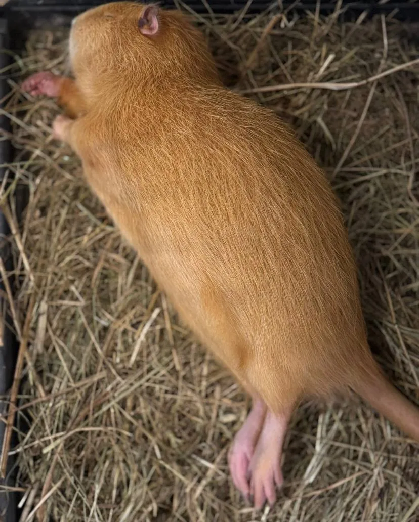 Наша рыжая Алиса ❤️