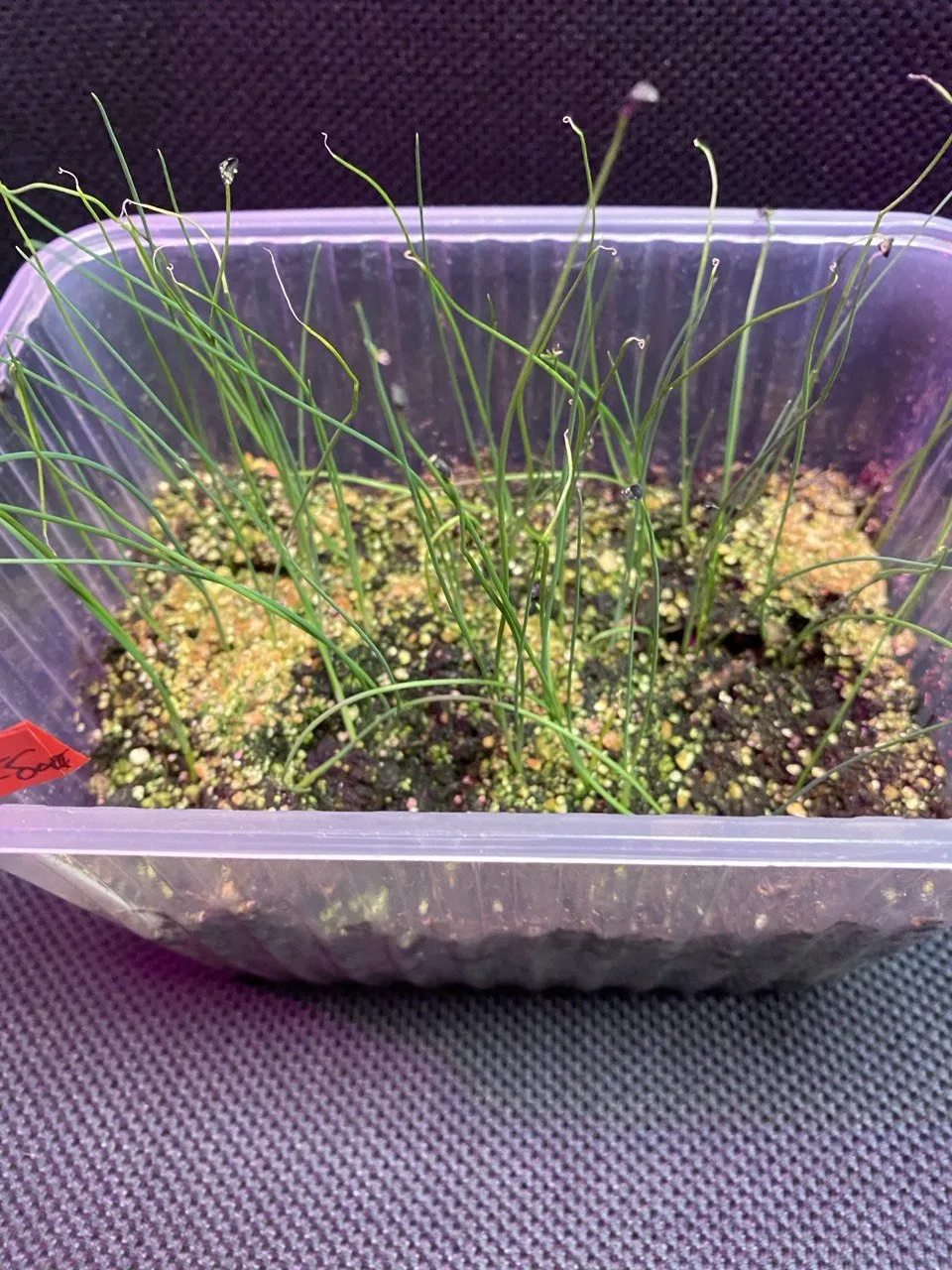 Доброго времени суток, мои дорогие садоводы! 🌿👋