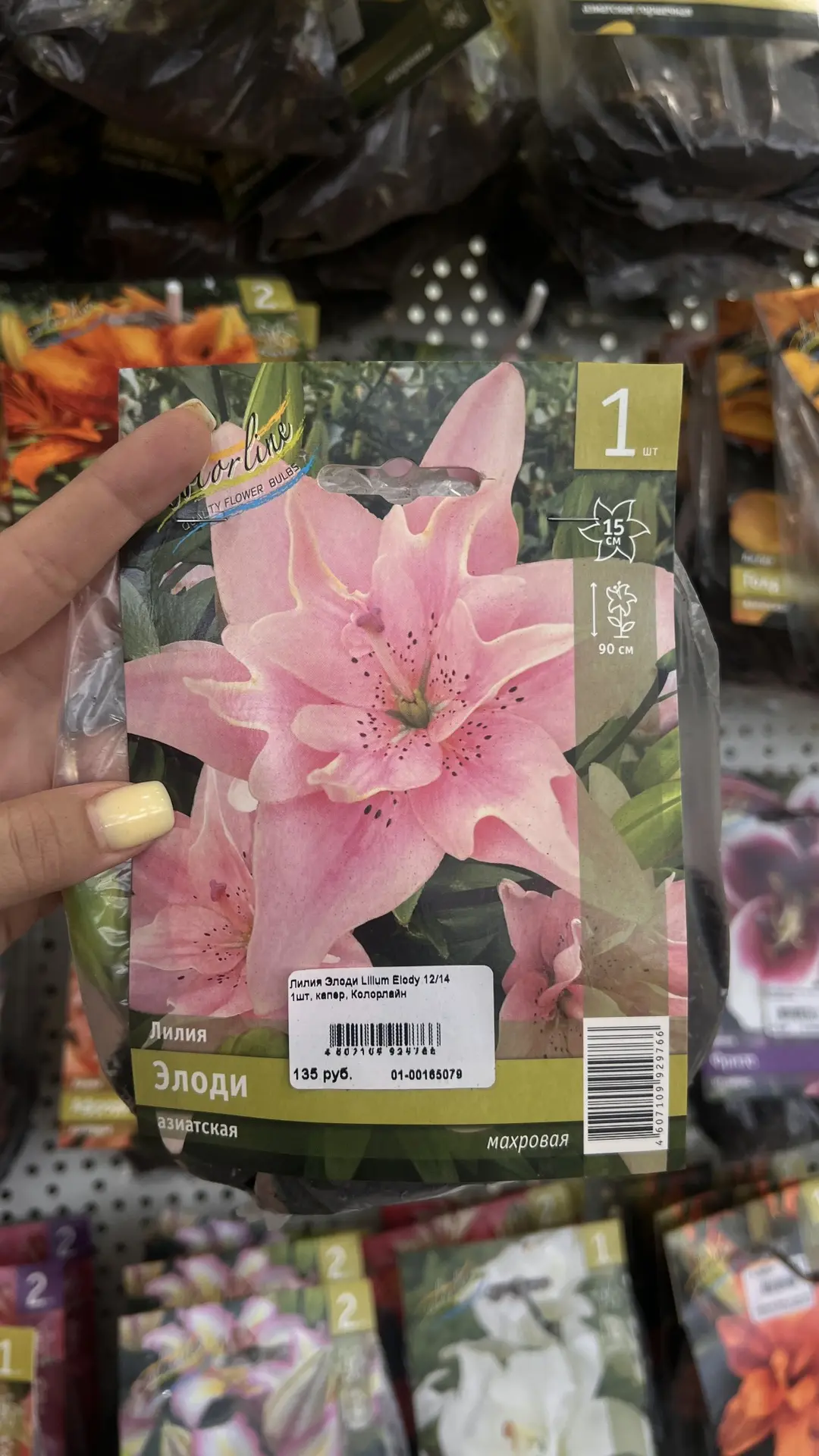 🌸 В LETTO — большое поступление луковичных и клубневых цветов для осенней посадки!🧅