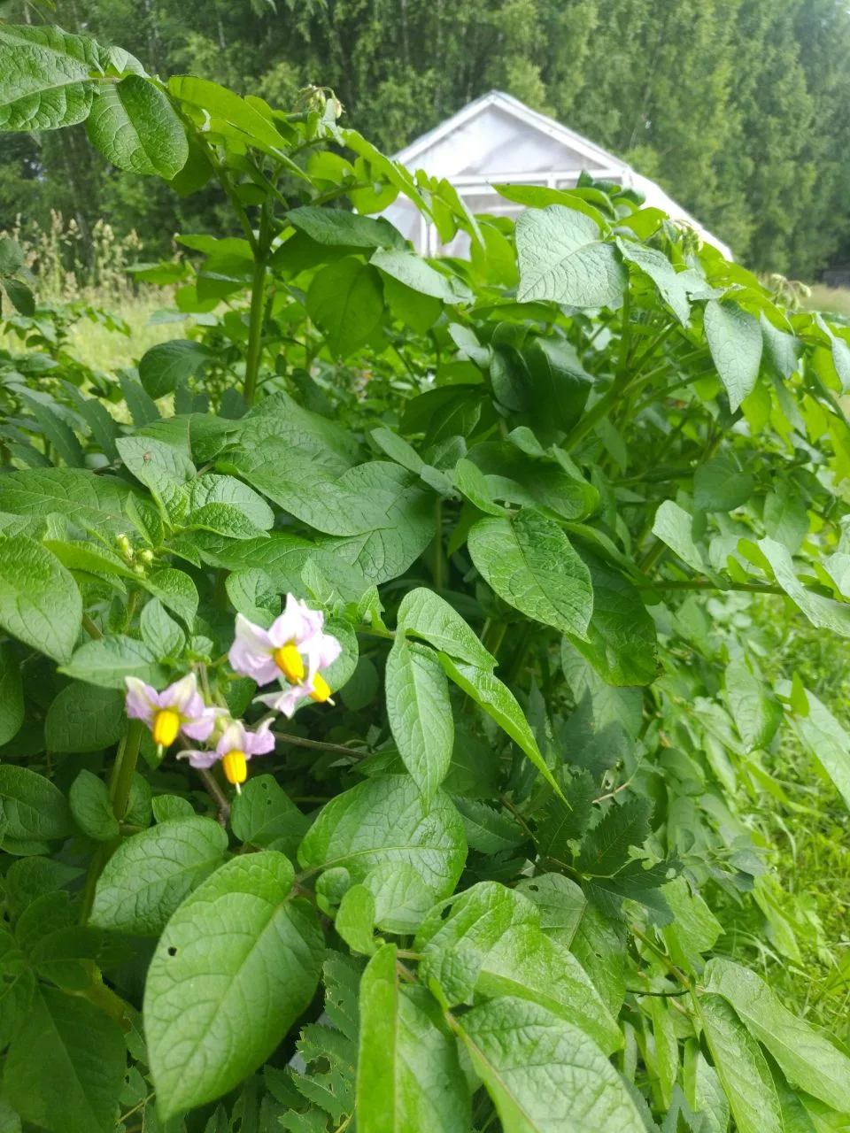 Доброго дня всем хорошим людям!) Первые цветочки на картофельных кустах!..