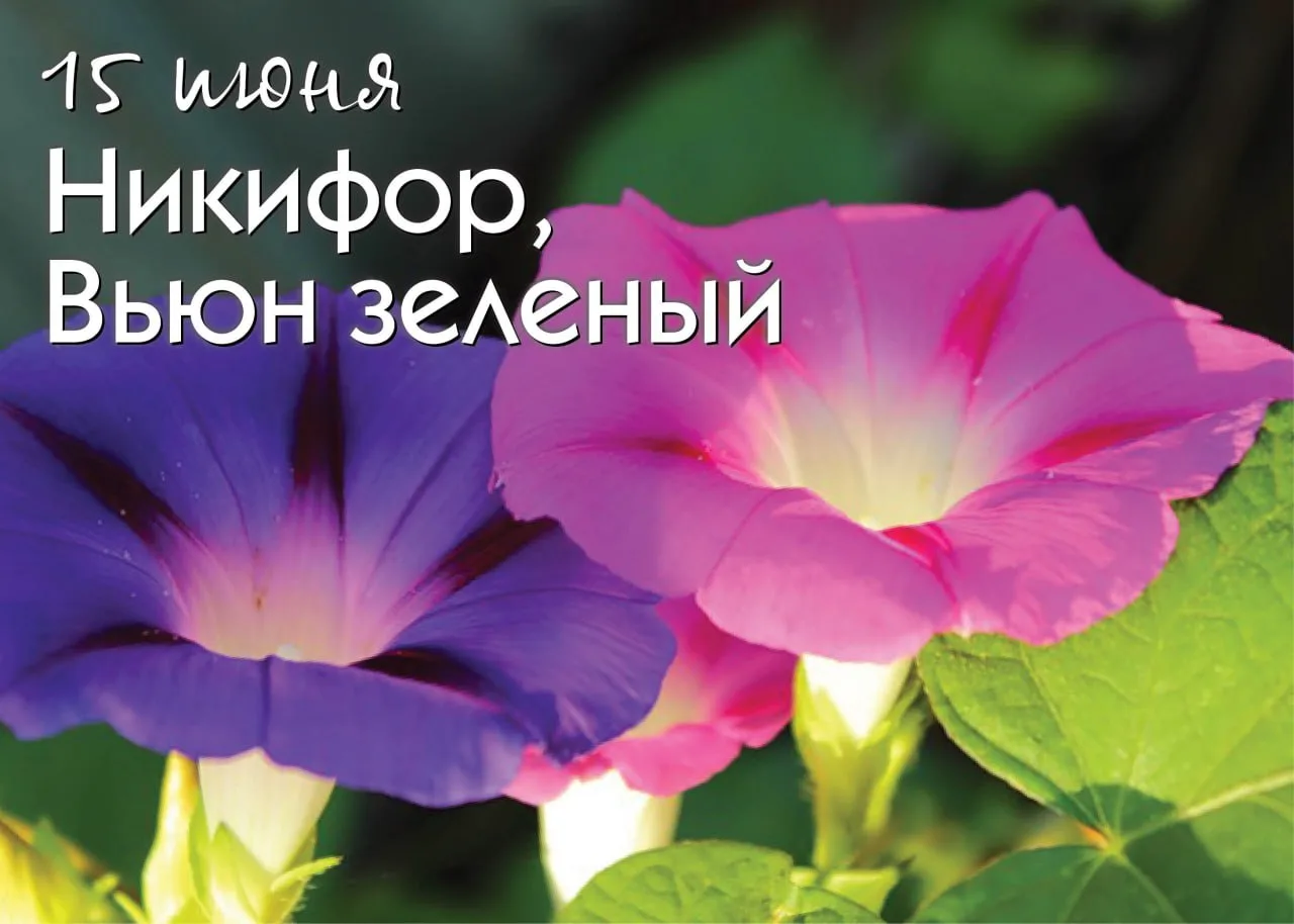 Народный календарь 

15 июня — Никифор, Вьюн зеленый. Есть такая примета: если в этот день окучить в