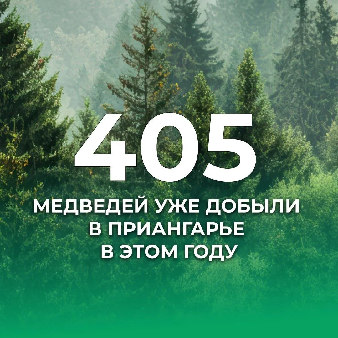 🚨Братский район остаётся в числе территорий, где чаще всего замечают медведей.