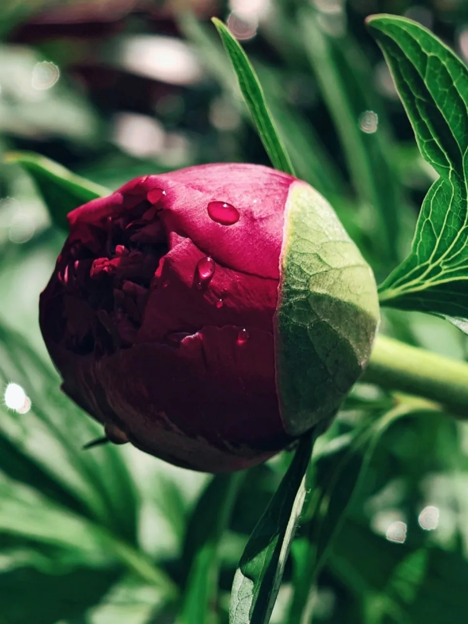 🌺«Каждый год, в июне, когда зацветают пионы, начинаются дожди. И каждый год я наблюдаю за их цветен